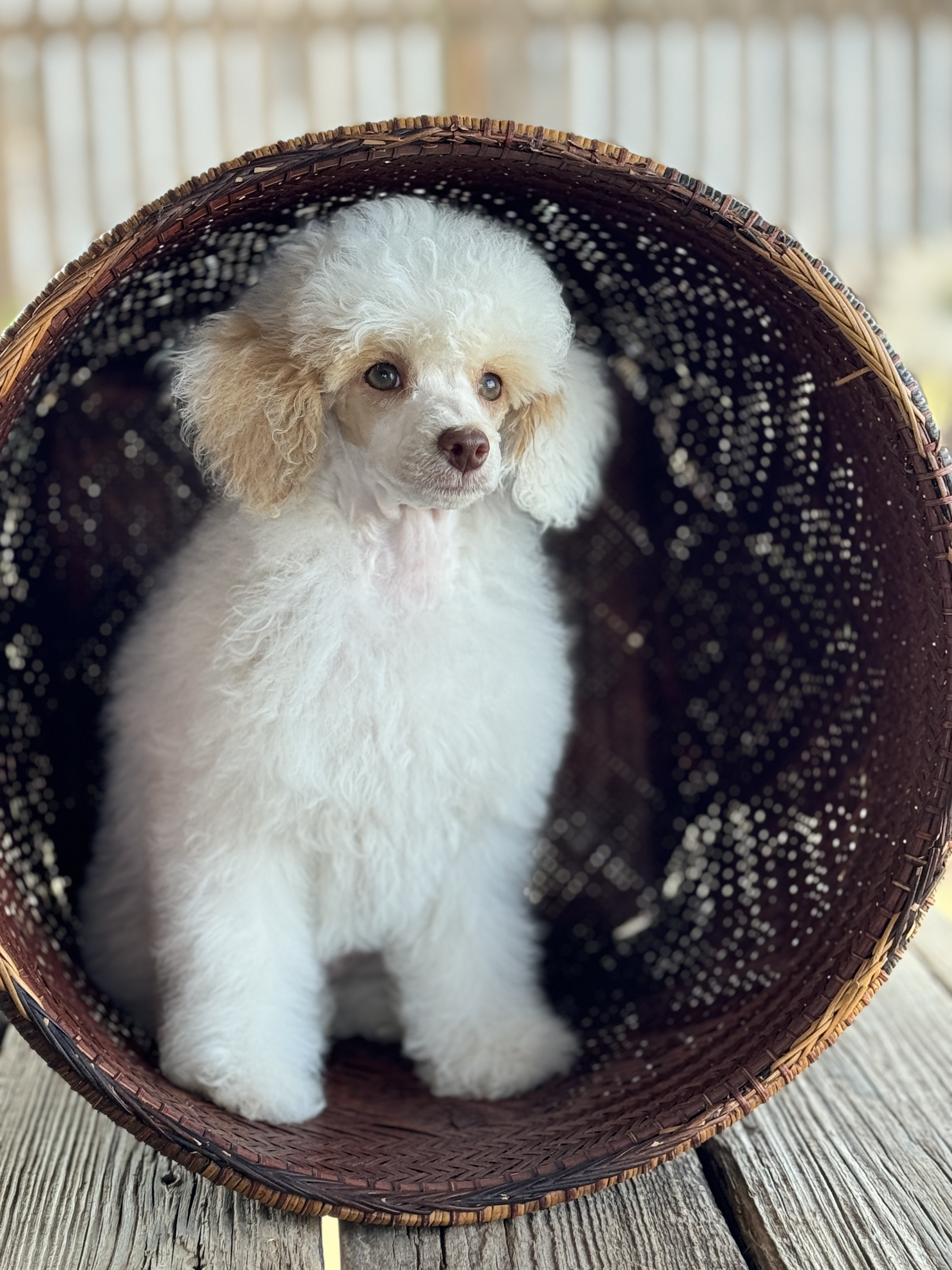 Bubbles - Female AKC registered name 