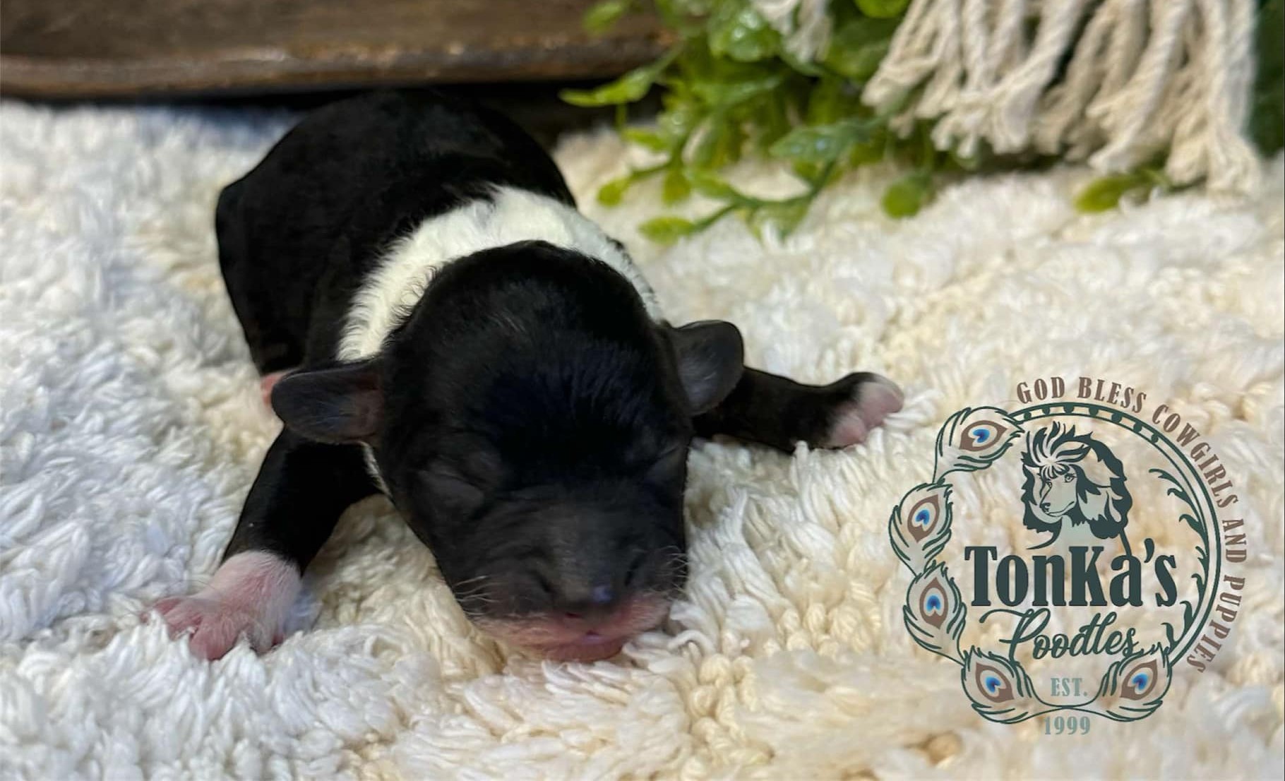 Agouti tuxedo female (pending)